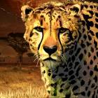 Cheetah King