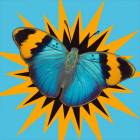 Butterfly Surprise