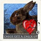 Choco Gets A Check Up